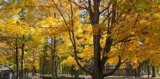 Interlochen Summer Arts Camp